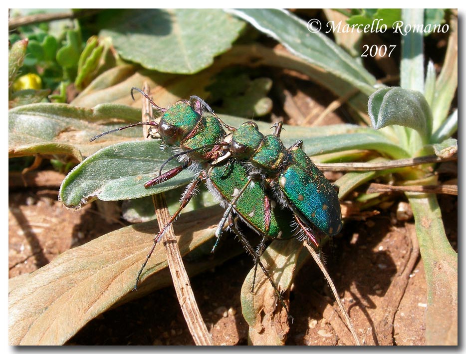 Coppia di Cicindela campestris siculorum